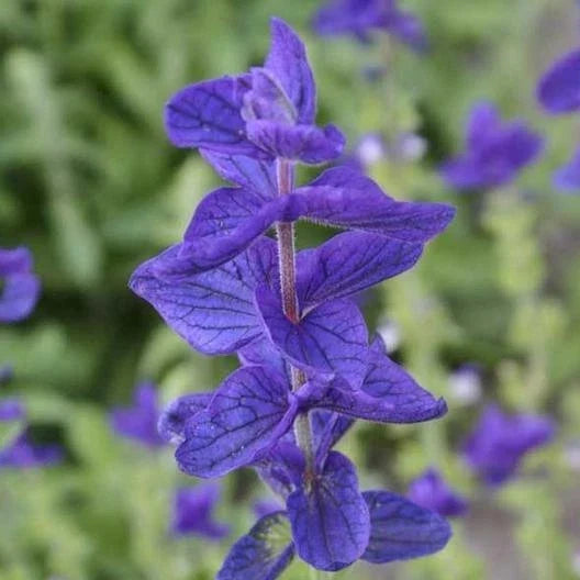 Clary Sage Seeds Blue Monday Salvia Perennial Herb Non-GMO for Sun or Shade Gardening - 200 Pack