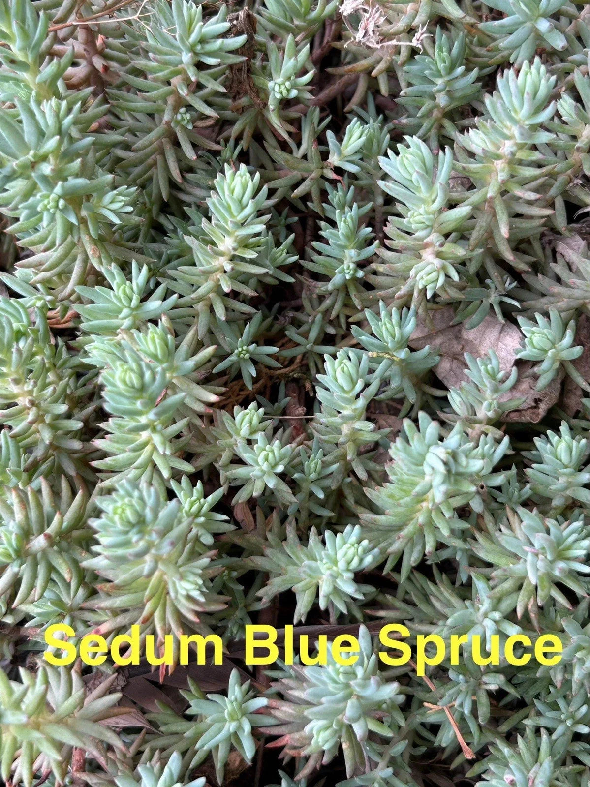 Sedum Ground Cover Plants 10 Pack Blue Spruce Perennials Succulents Sedum reflexum Hardy Zones 4-8