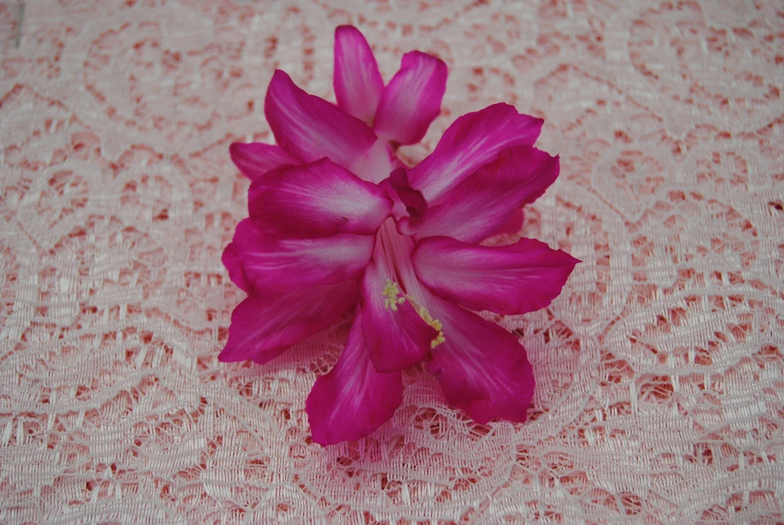 Christmas Cactus Starter Plant - Bristol Beauty, Schlumbergera Truncata, Well-Rooted Indoor Plant, Vibrant Blooms