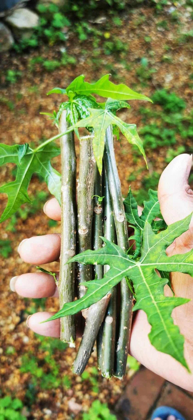 Tree Spinach Cuttings - Edible Chaya, Mayan Spinach, Cnidoscolus aconitifolius, Nutrient-Rich, Drought Tolerant, Perennial