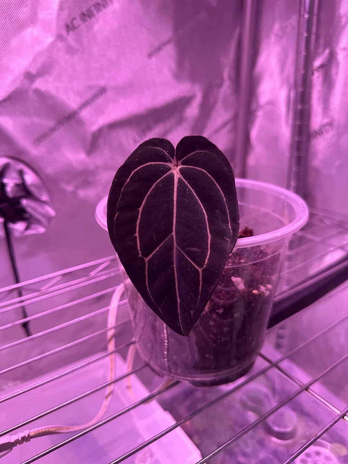 Anthurium Carlablackiae Live Plant 1 Leaf Cutting Rare Tropical Houseplant for Indoor Decor