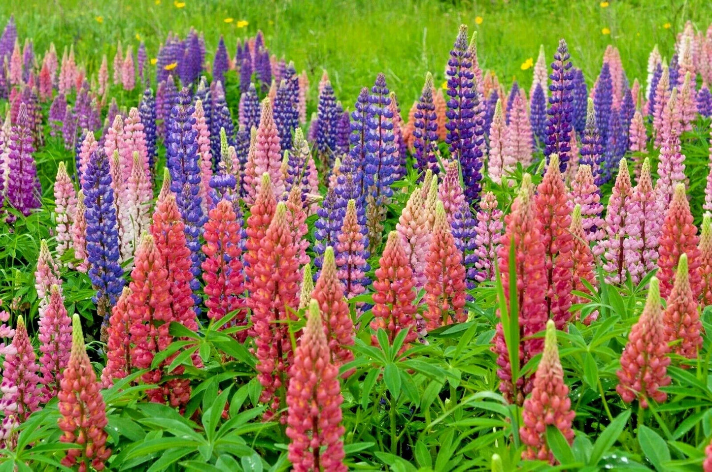 Russell Lupine Seeds Mix - 50 Seeds, Colorful Flowering Perennial, Lupinus polyphyllus