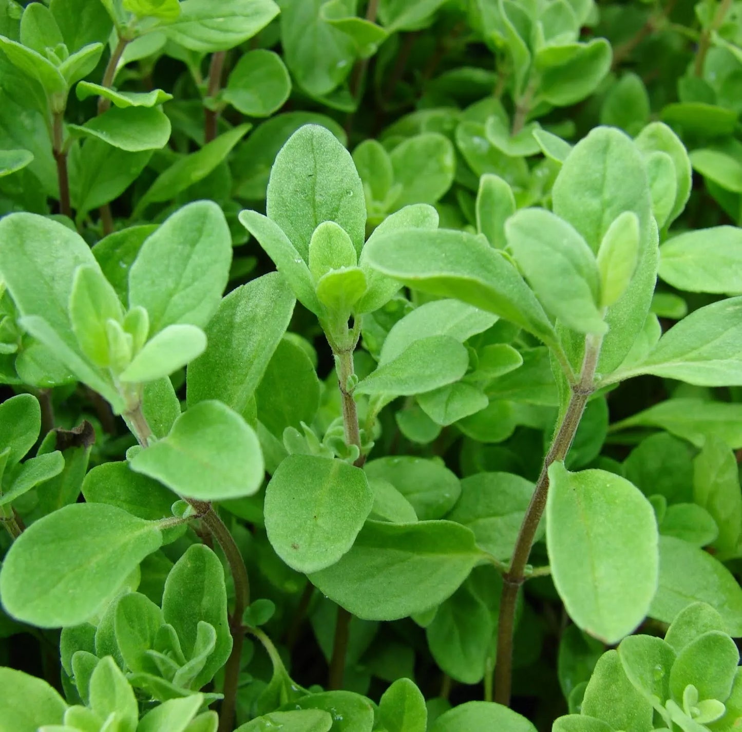 Marjoram Seeds 1000+ Non-GMO Herb Perennial Origanum majorana USA Seller