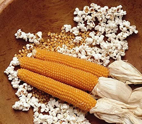 Snow Puff Popcorn Seeds - 25 Non-GMO Zea mays everta Home Garden Growing Kit in USA