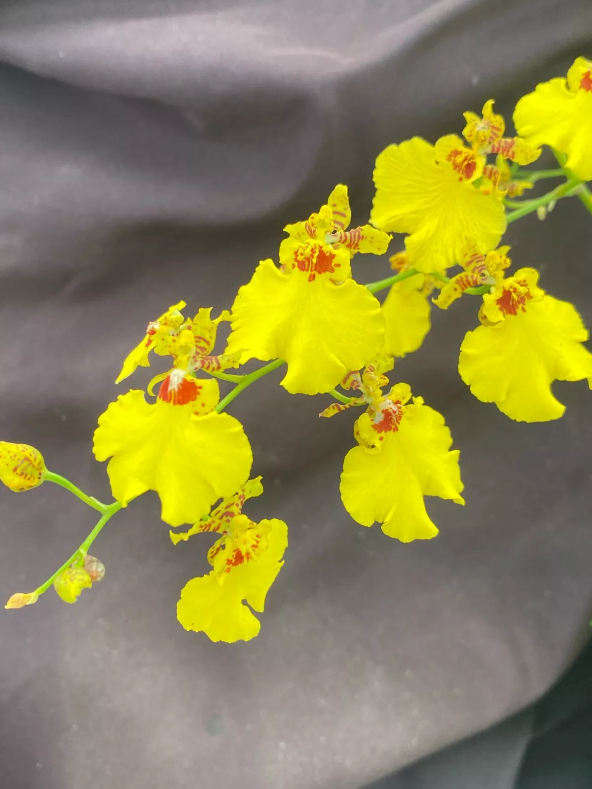 Dancing Lady Orchid Plant 2.5" Pot Oncidesa Gower Ramsey Bright Yellow Flowers Indoor Outdoor