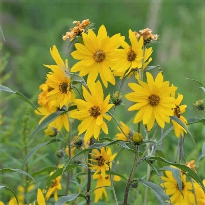 Maximilian Sunflower Seeds - NON-GMO Wildflower Seeds for Pollinators, Helianthus maximiliani, Pack of 50
