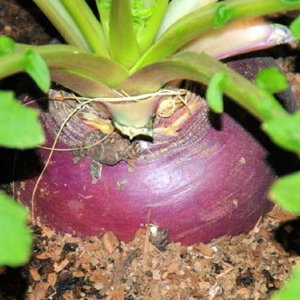 Rutabaga Seeds Heirloom Laurentian Brassica napus Non-GMO Vegetable Seeds for Gardening