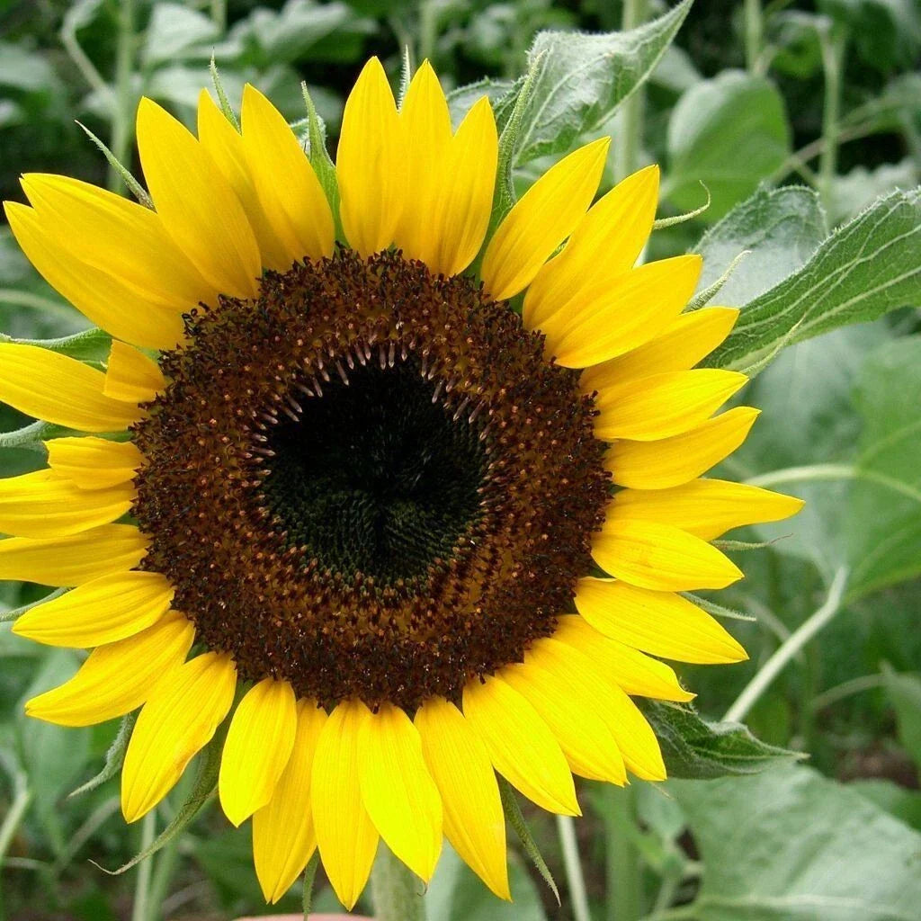 Black Oil Sunflower Seeds for Planting - Giant Helianthus annuus - 100 Seeds Pack
