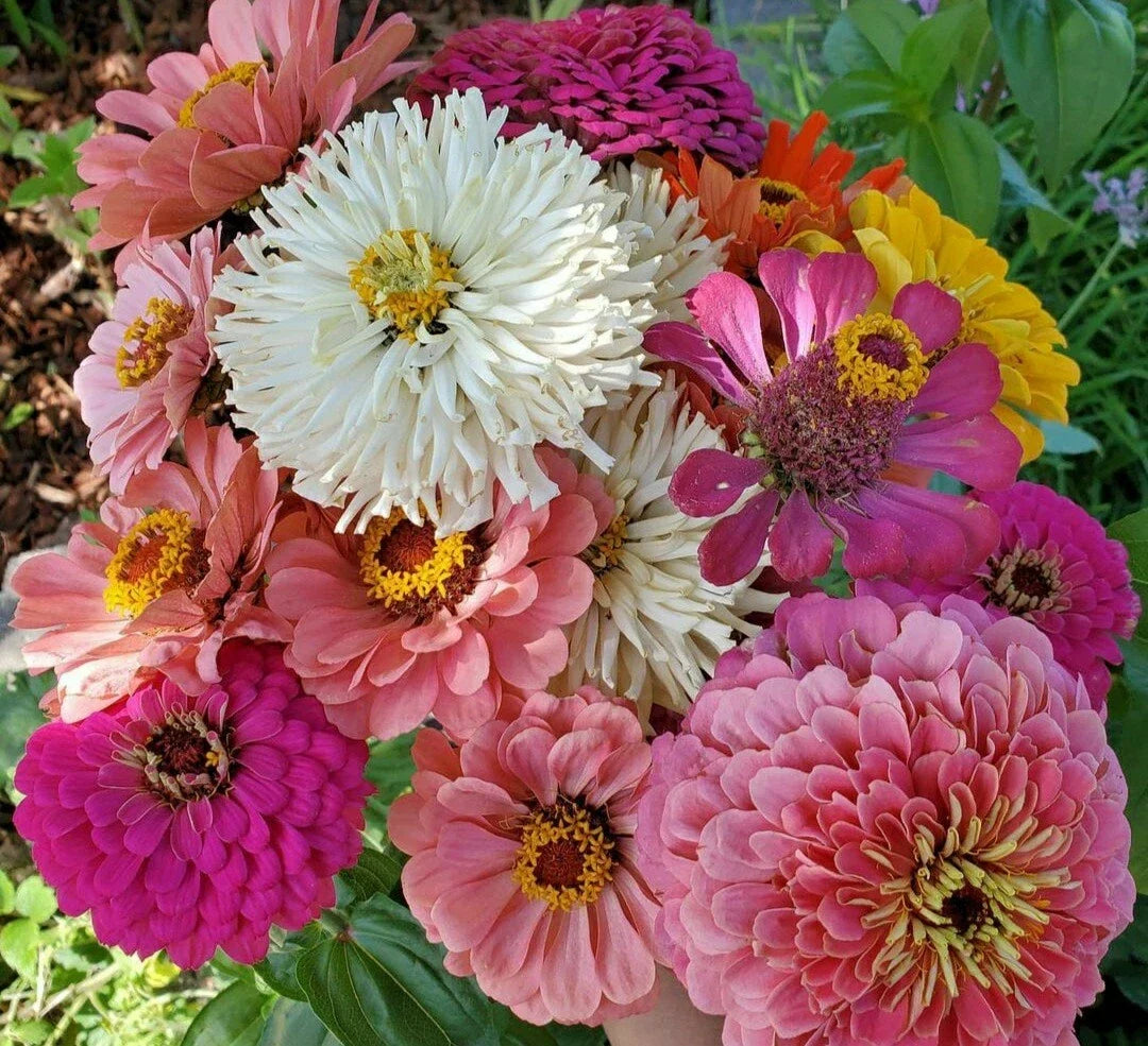 Giant Zinnia & Cactus Mix Flower Seeds - 40 Pack - Vibrant Colors & Unique Shapes - Zinnia elegans & Cactaceae