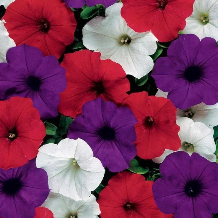 Petunia Seeds - Easy Wave Flag Mix Pelleted - Vibrant Red, White & Blue Annual Flower - Petunia × hybrida