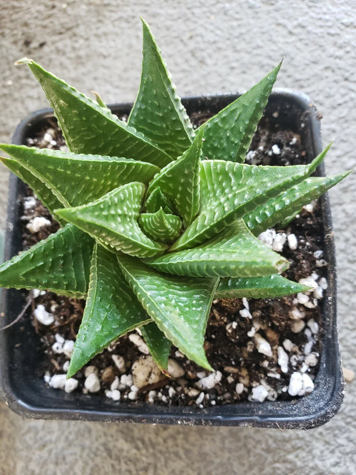 Gasteria Limifolia Large 5" Spiral Succulent - Fairy Washboard Indoor Plant
