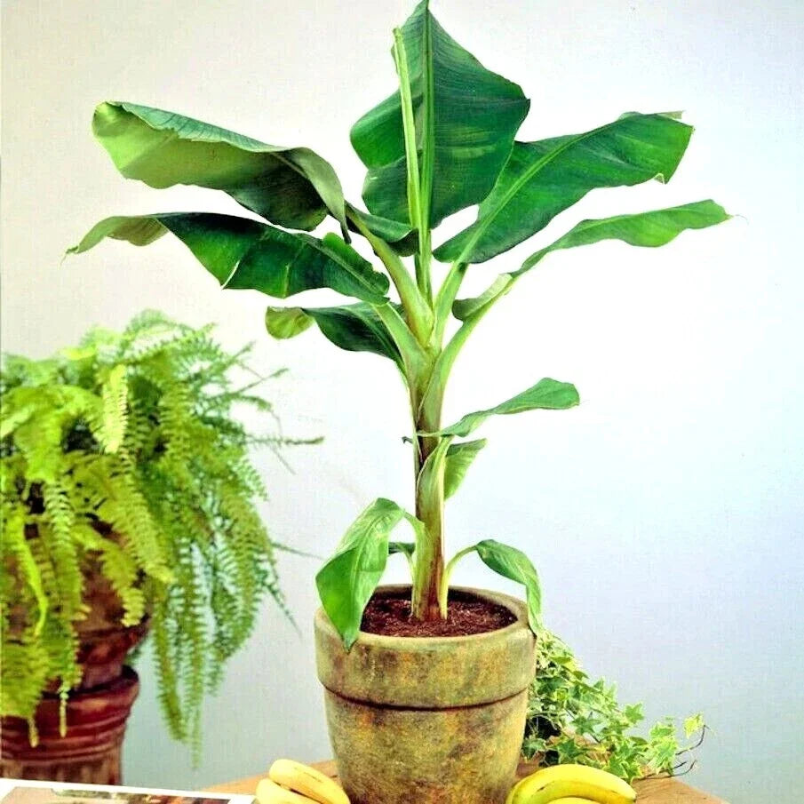 Dwarf Cavendish Banana Tree Seeds – Musa acuminata – Hardy Tropical Fruit Plant for Indoor & Outdoor Gardening