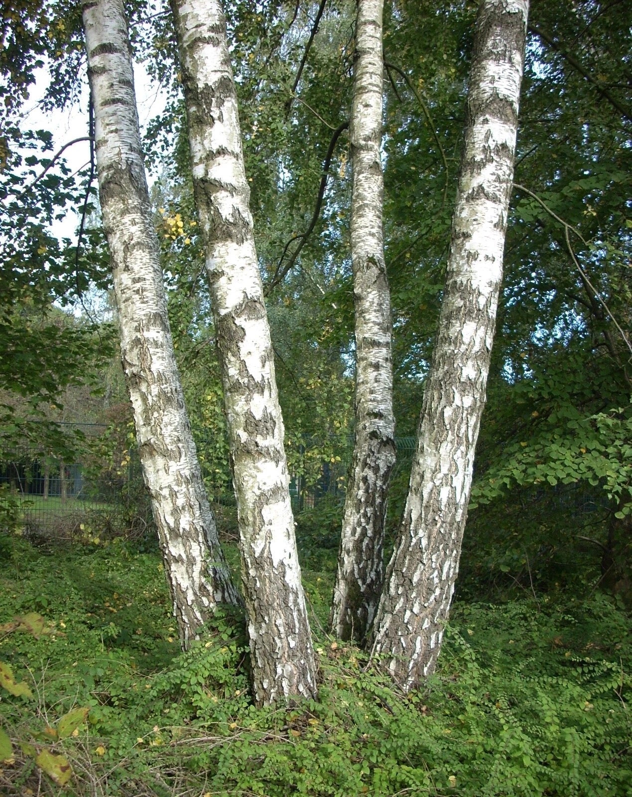 European White Birch Seeds, Silver Birch Betula pendula alba, Drought-Tolerant Tree Seeds for Planting