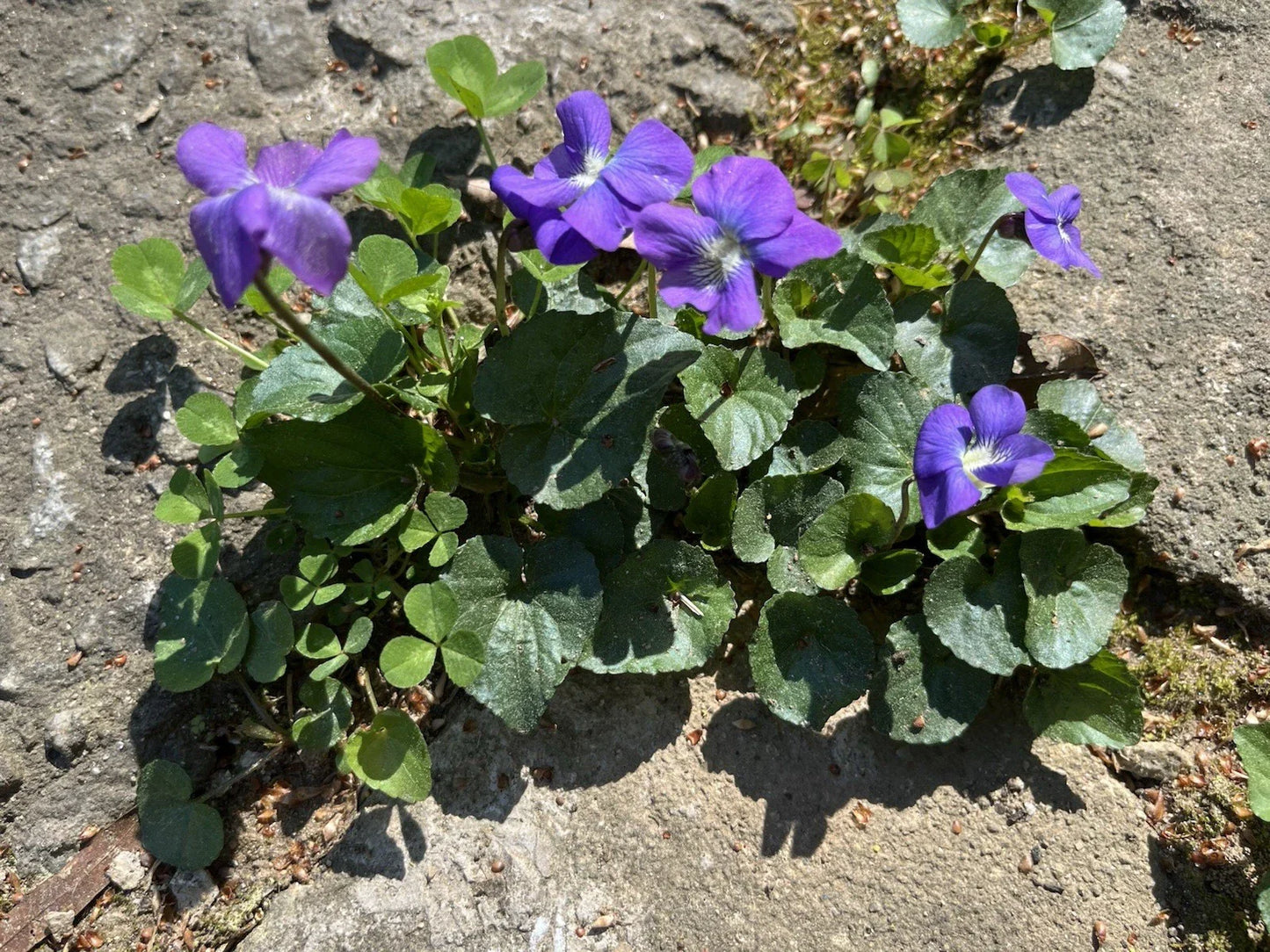 Wild Violet Bulbs - Viola sororia - Native Purple Flower Rhizomes for Garden Planting, Spring-Summer Bloom