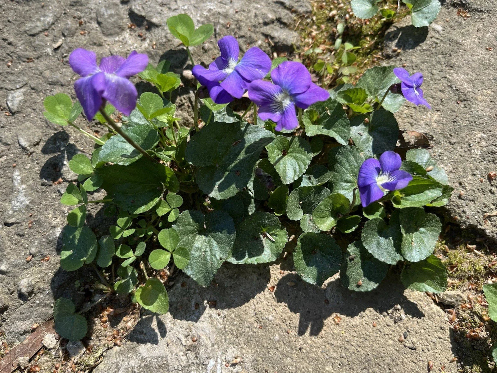 Wild Violet Bulbs - Viola sororia - Native Purple Flower Rhizomes for Garden Planting, Spring-Summer Bloom