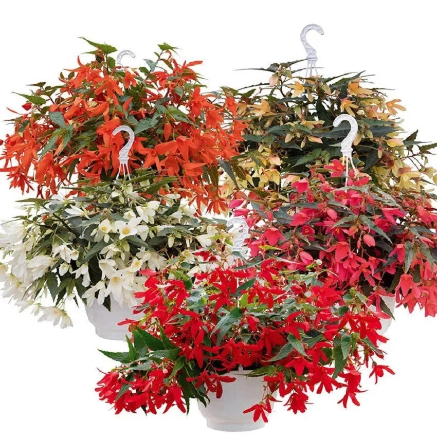 Begonia Seeds Groovy Mix Pelleted Seeds for Indoor Outdoor Gardens, Begonia spp.