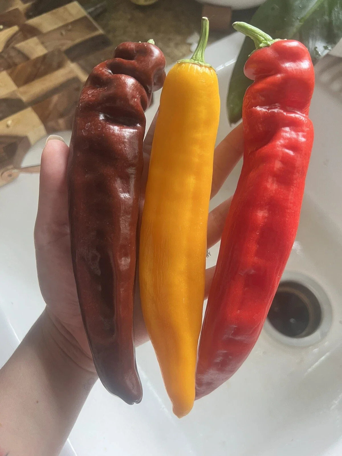25 XL Sweet Pepper Seeds – Multicolor Capsicum annuum Vegetable Seeds for Home Garden and Container Growing