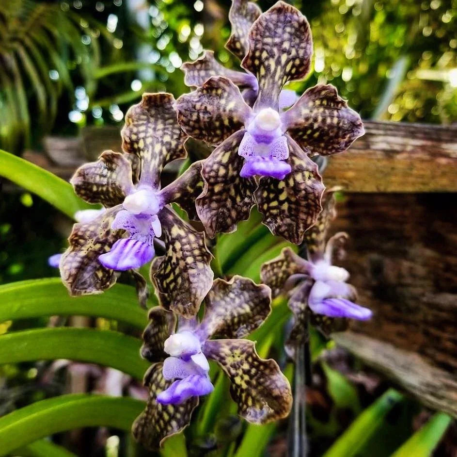 Rare Hybrid Vanda Orchid Papilionanda Ladda Fragrance 'Alina' 4" Pot | Fragrant Blooming Orchid Plant