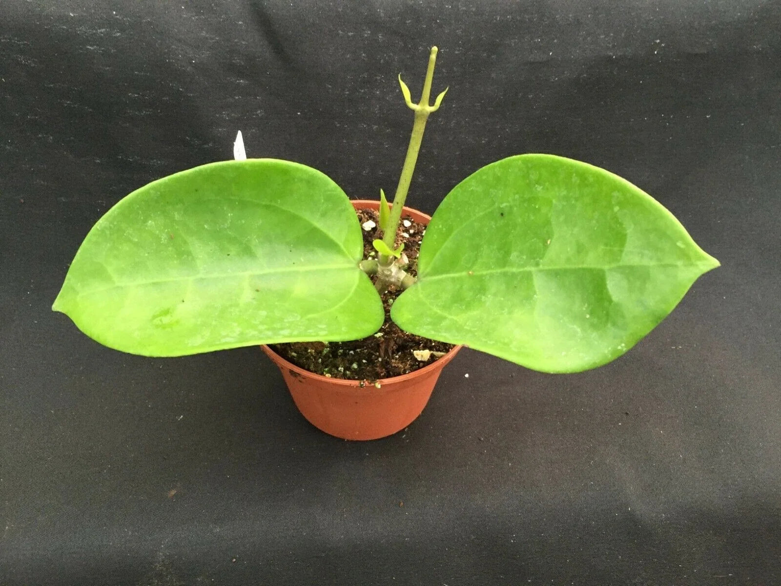Hoya pottsii 'Chiang Mai' Rooted Plant in 2.5" Pot, Fragrant Star-Shaped Flowers, Indoor Vining Plant