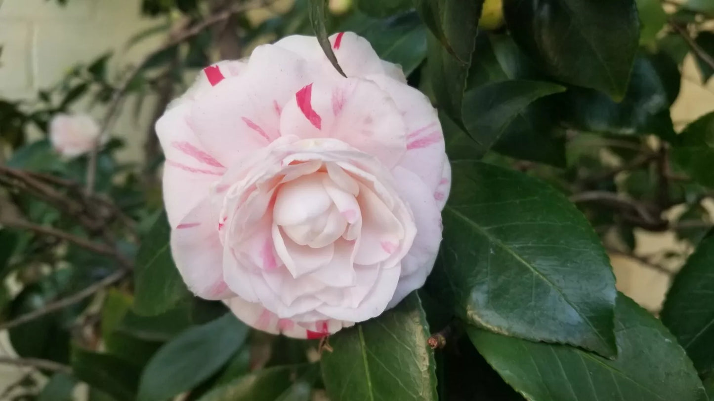 Candy Cane Camellia Cuttings - Eight Stem Blooms, Camellia japonica, Prolific Bloomer