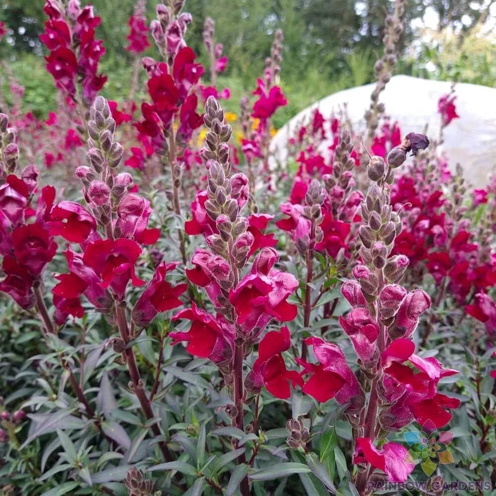 Black Prince Snapdragon Seeds – 1000+ Pack, Antirrhinum majus, Vibrant Dark Red to Purple Flowers, Annual Garden Planting