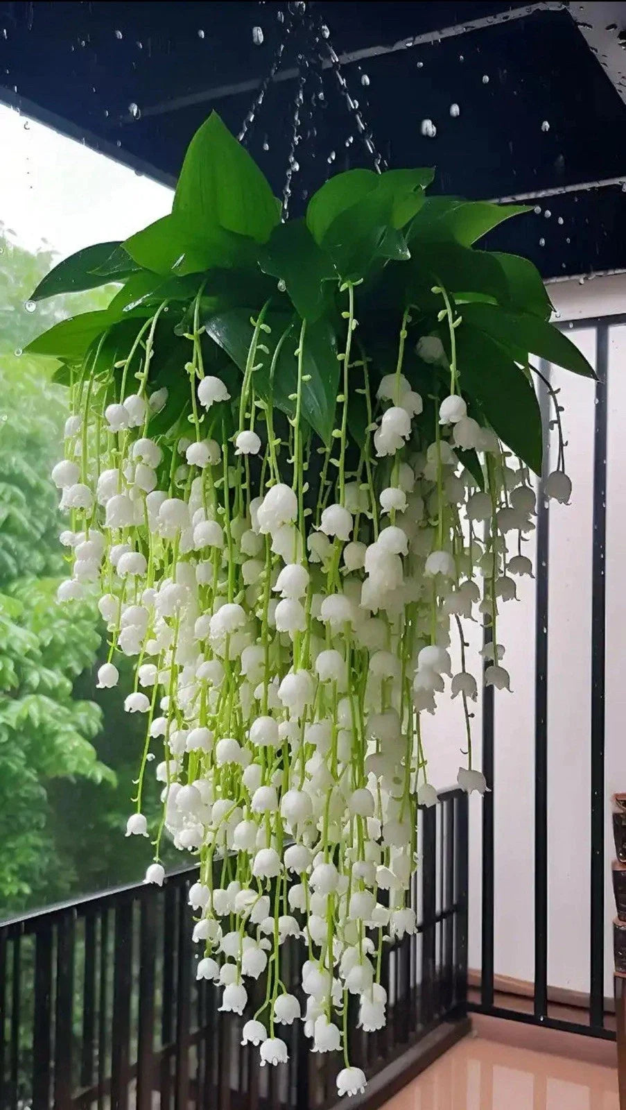 Lily of the Valley Seedlings - 15 Bare Root Plants - Fragrant White Flowers - Convallaria majalis Perennial Ground Cover