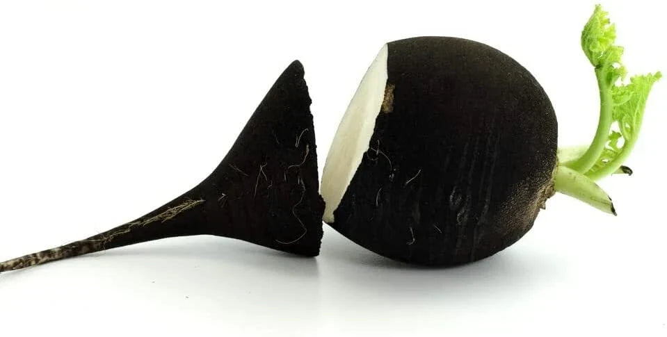 Black Radish Seeds for Planting - 250 Count, Raphanus sativus var. niger, Rare Garden Vegetable, Crisp, Dark Skin
