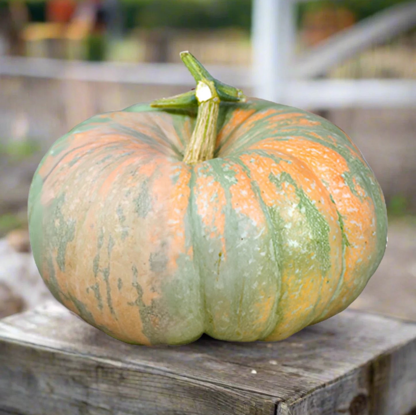 Iran Pumpkin Seeds | Multi Cinderella Squash Seeds | Persian Variety | Organic, Non-GMO, Cucurbita maxima