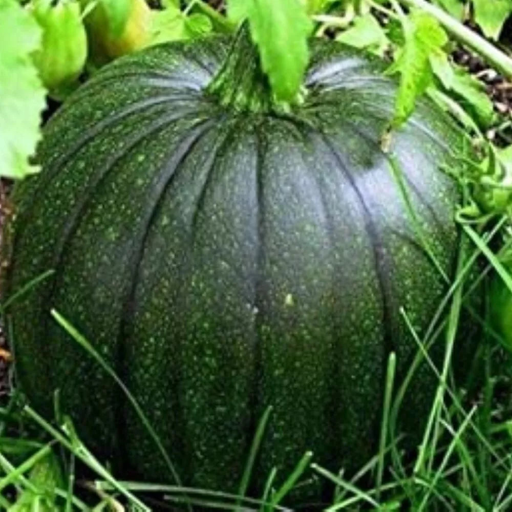 Italian Squash Seeds - Zucca De Lungo Verde - Non-GMO Heirloom Variety - Cucurbita pepo