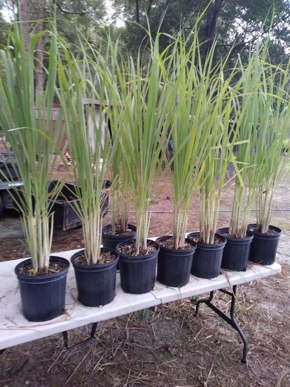 Lemongrass Plants – 12 Rooted Stalks, Citronella Grass, Perennial, Cooking & Tea, Cymbopogon citratus