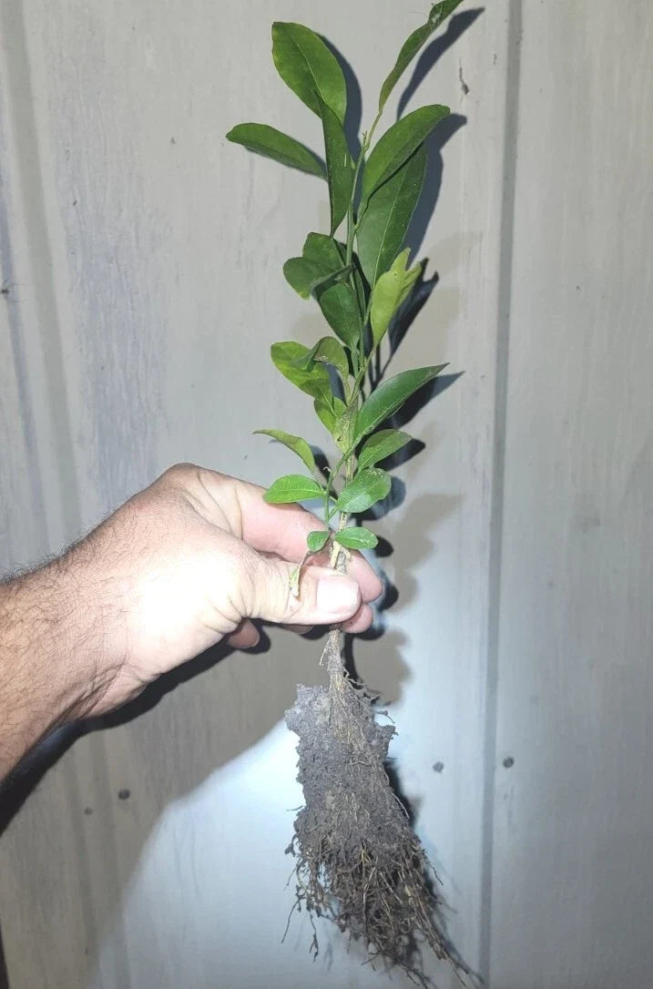 Organic Satsuma Orange Tree Seedlings - Citrus reticulata - Juicy, Easy-Peel, Home Garden, Non-GMO, Compact, Full Sun