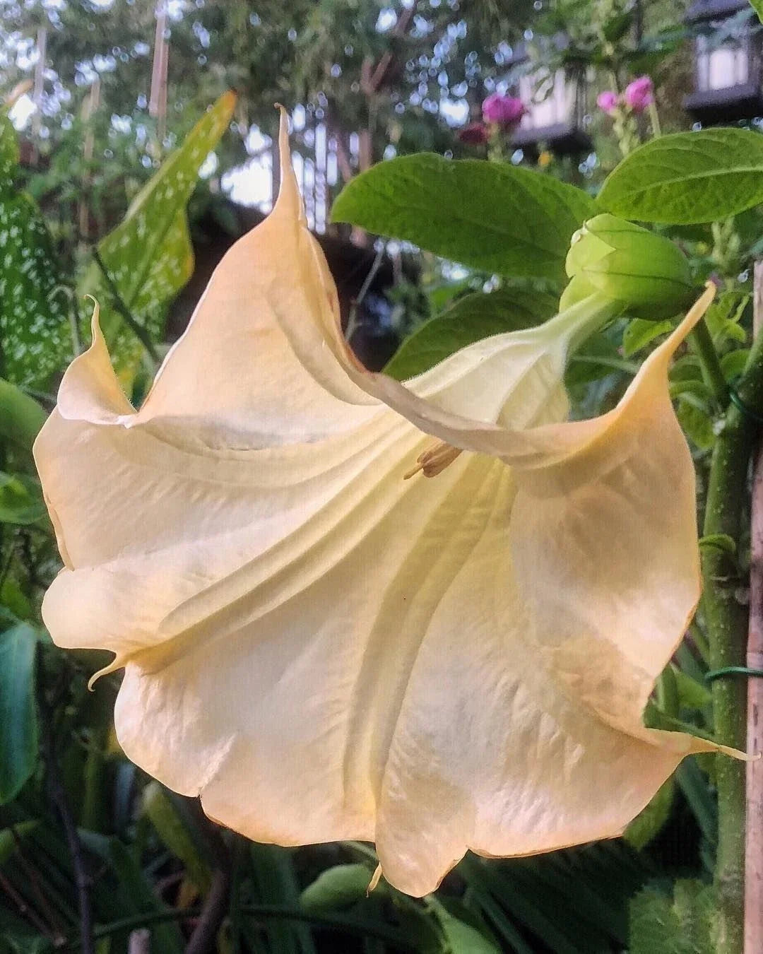 Olympic Flame Angel Trumpet Seeds - 10 Pack Brugmansia spp. Orange and Yellow Trumpet Flowers for Exotic Garden