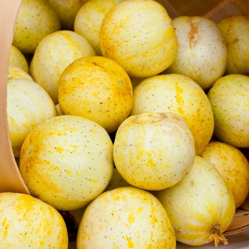 Lemon Cucumber Seeds | Heirloom Non-GMO Organic Vegetable Seeds | Cucumis sativus for Home Garden