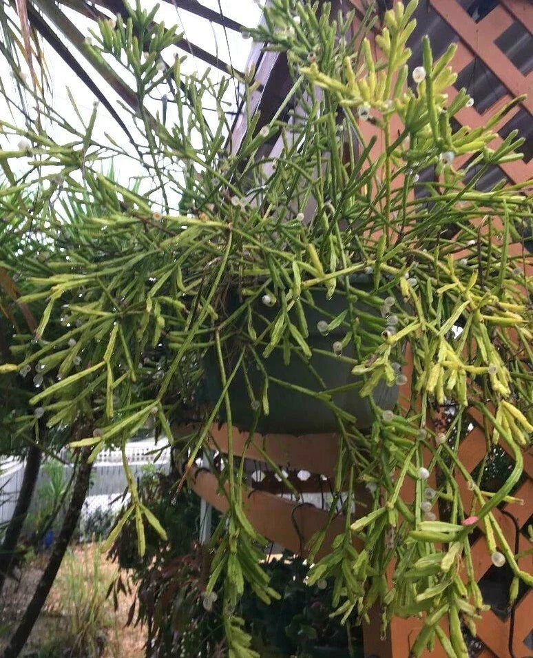 Fresh Rhipsalis edwaldiana Mistletoe Cactus Cuttings – Indoor Succulent Propagation, Trailing, Drought-Tolerant, Easy Care