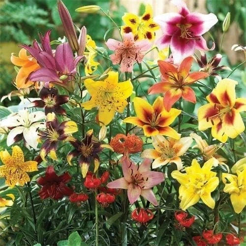 All Summer Lily Mix Bulbs - Oriental, Tiger, Asiatic, Trumpet Lilies - Lilium spp.