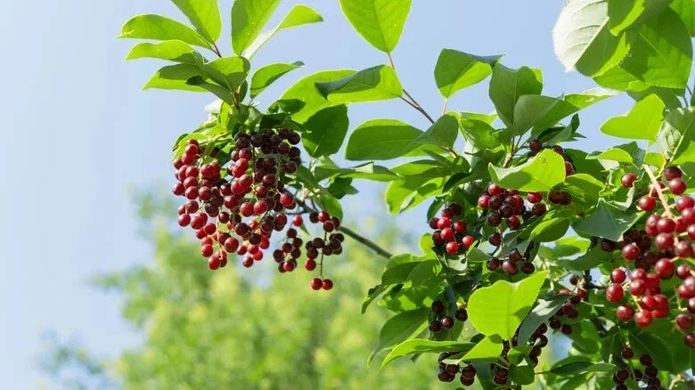 Pin Cherry Seeds for Garden Planting - Prunus pensylvanica - Non-GMO, Fast Germination, Landscaping, Backyard Orchard