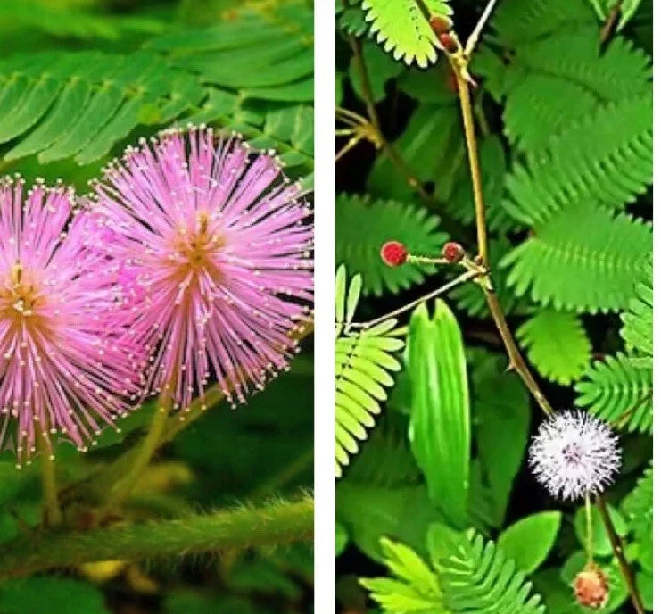 Sensitive Plant Seeds - 30 Seeds, Touch Me Not Mimosa pudica, Interactive Foliage, Indoor & Outdoor Gardening