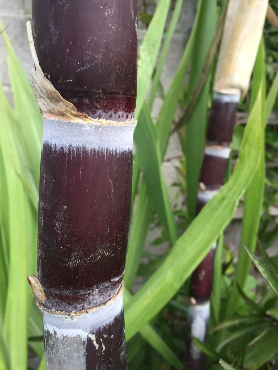 Live Organic Purple Sugarcane Plant Cuttings - 2 Saccharum officinarum for Home Gardens