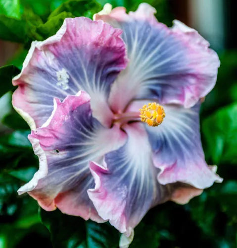 Blue Purple Hibiscus Seeds - 20 Perennial Tropical Flower Seeds - Hibiscus rosa-sinensis for Garden, Border, Container