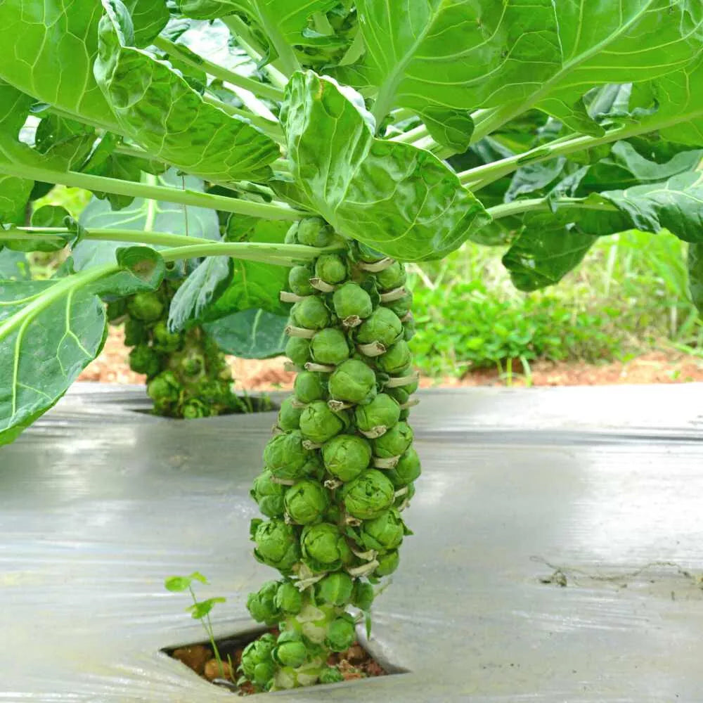 Diablo Brussels Sprouts Seeds – 500 Pack, Brassica oleracea var. gemmifera, Heirloom Vegetable Seeds for Garden Planting