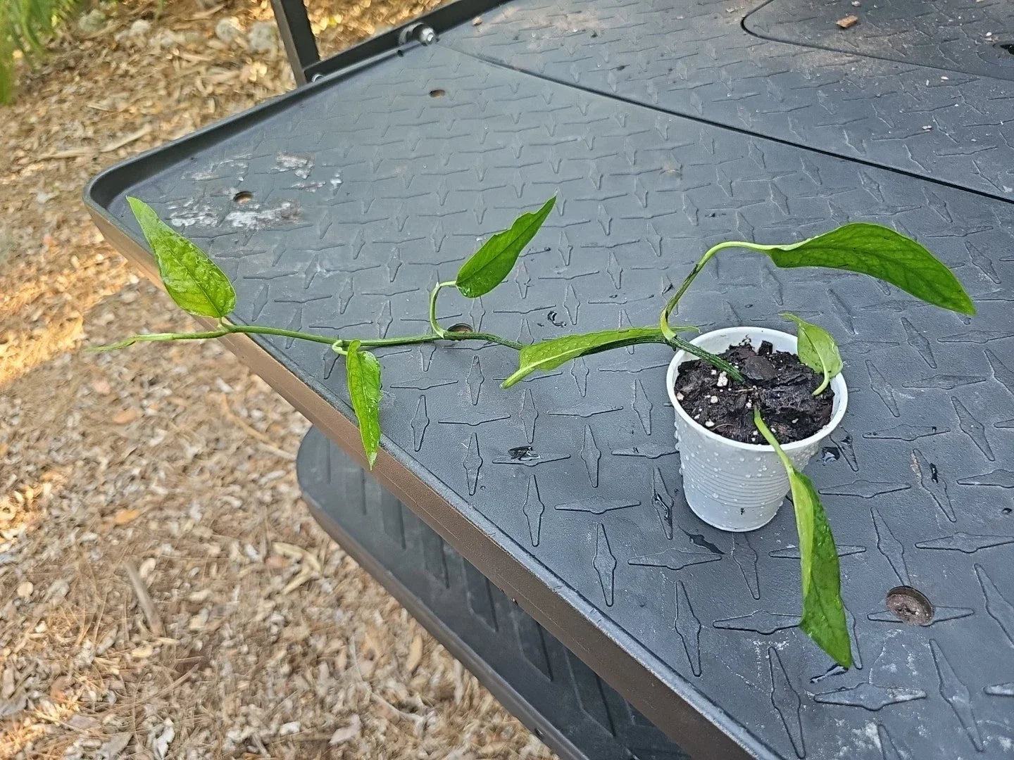Epipremnum Pinnatum Skeleton Key Pothos Plant - Unique Indoor Houseplant with Air-Purifying Green Foliage