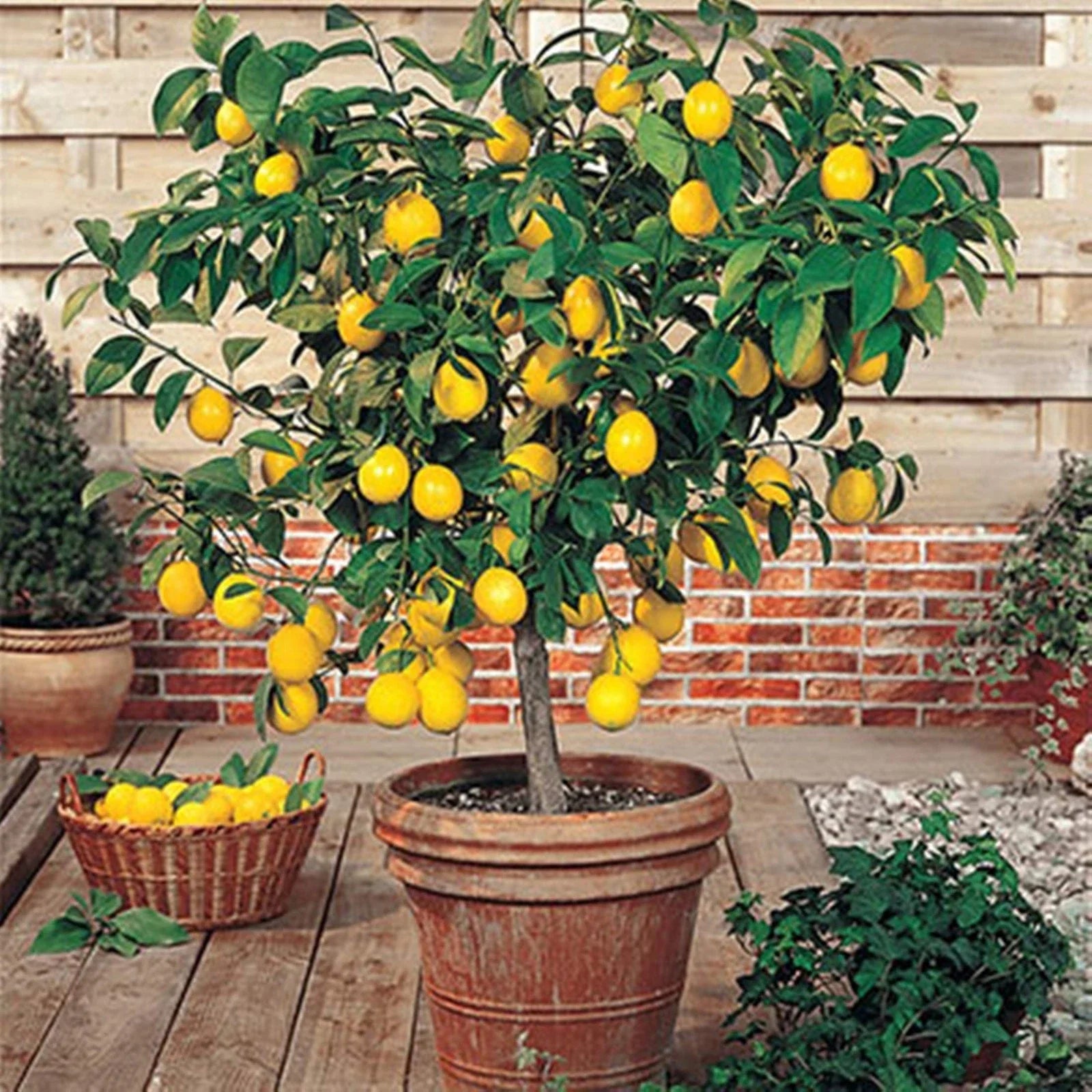 Meyer Lemon Tree - Live Citrus Plant in 10" Pot - Dwarf Citrus limon for Indoor Outdoor Garden