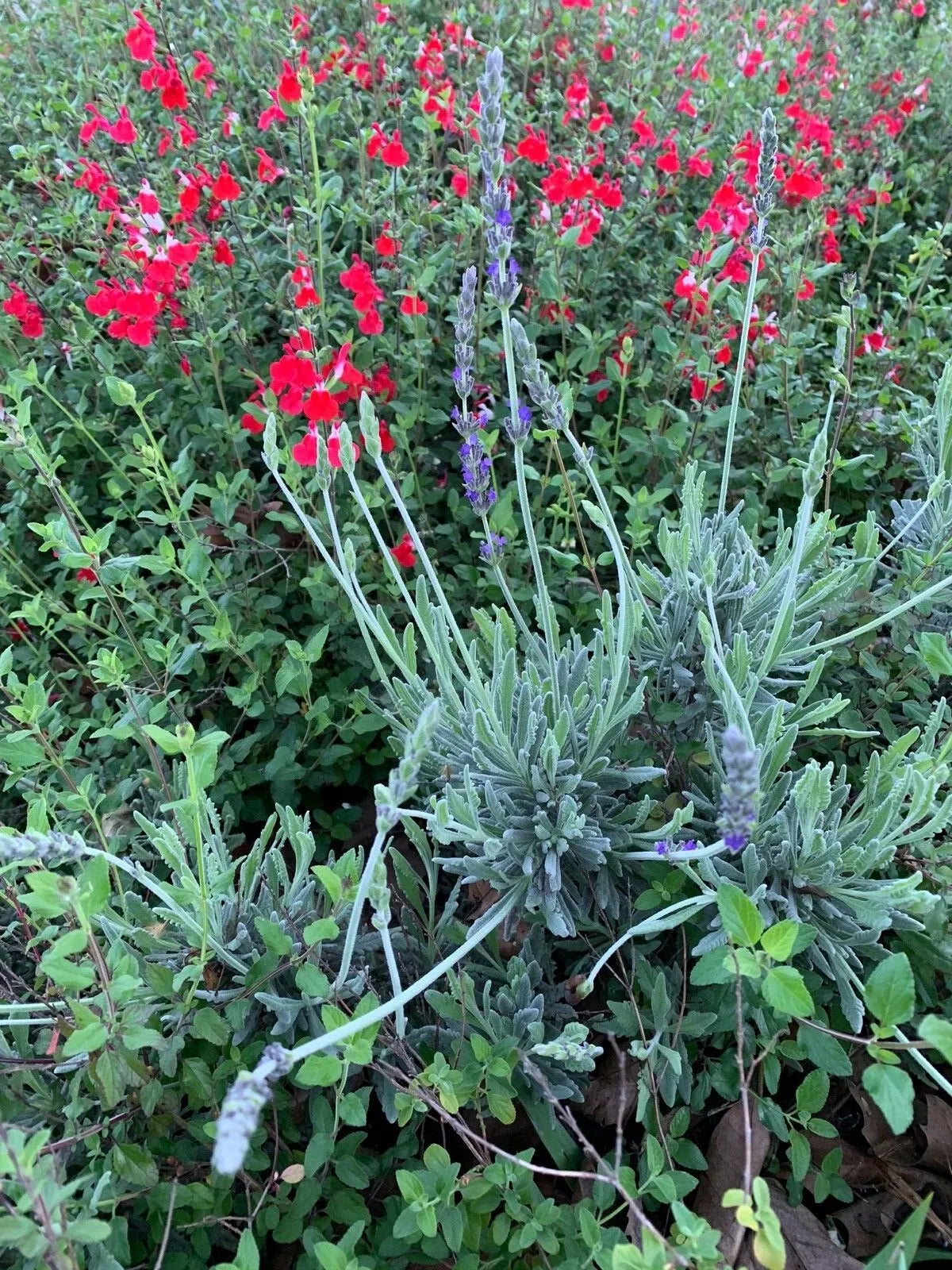 Butterfly Bush Combo Set - Organic Lavender & Red Autumn Sage Live Cuttings