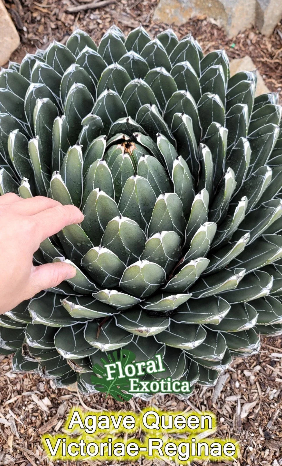 Queen Agave Victoria Reginae Succulent Starter Pup, Drought-Tolerant, Indoor/Outdoor Decor, Agave victoria-reginae