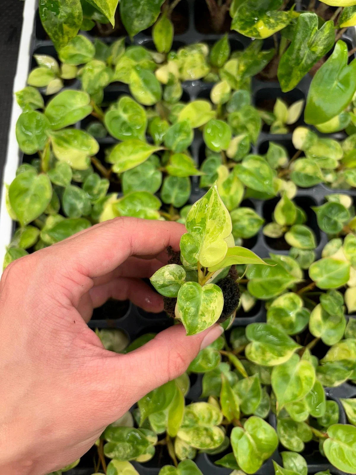 Philodendron Billietiae Variegated Starter Plug | Rare Indoor Tropical Houseplant | Unique Foliage