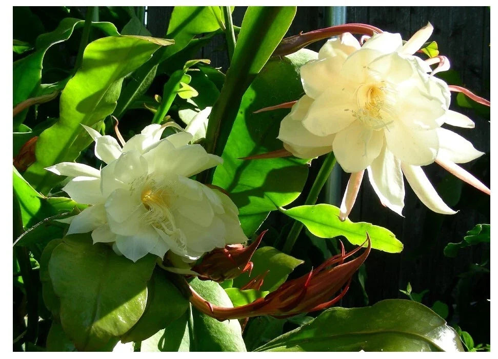 Epiphyllum Oxypetalum Rooted Cutting in 4" Pot, Night-Blooming White Flower, Exotic Cactus, Queen of Night Plant