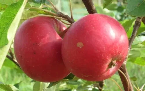 25+ Rosette Apple Seeds for Garden Planting - Malus domestica, Non-GMO, USA Grown, Fruitful Orchard Seeds