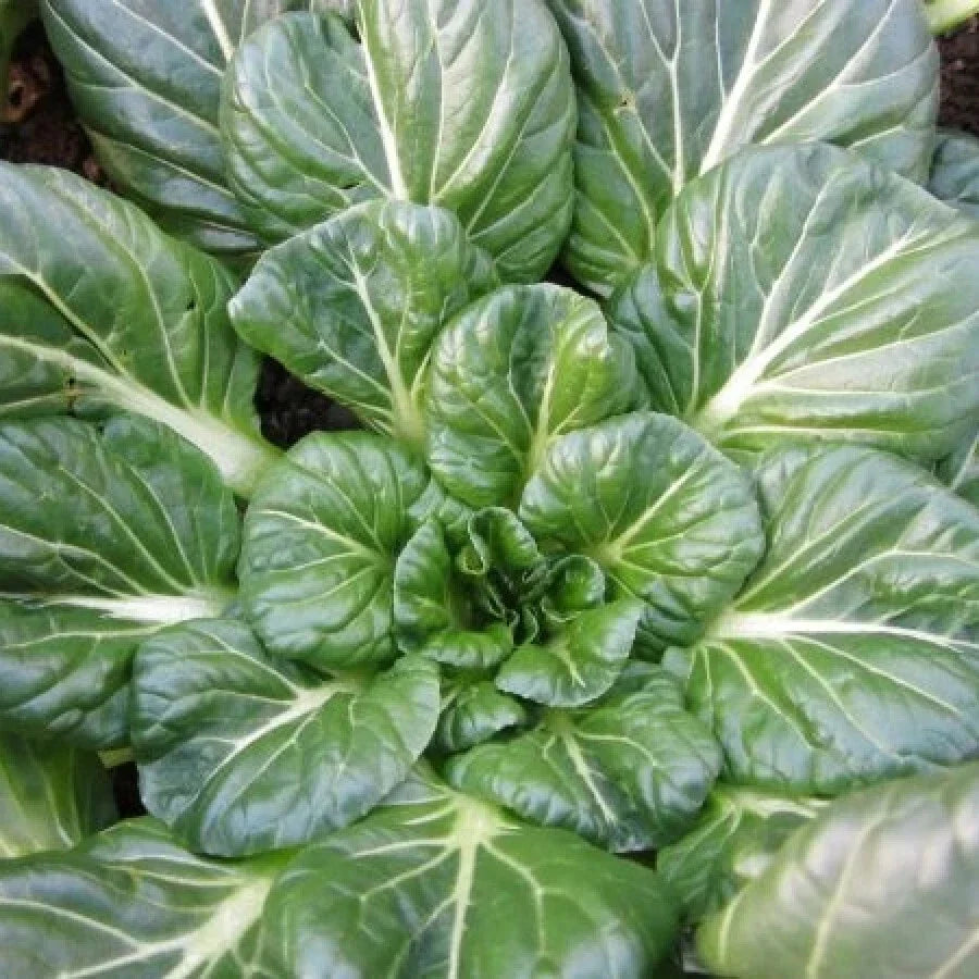 Tatsoi Mustard Seeds 300+ Non-GMO Asian Greens for Chinese Cuisine - Brassica rapa var. narinosa