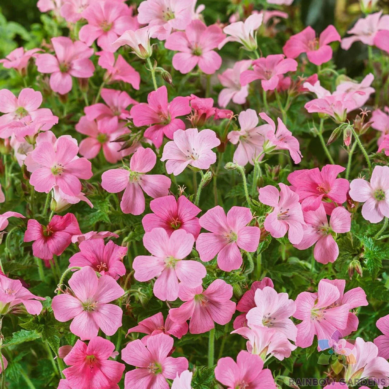 25+ Rose Clair Geranium Seeds - Pelargonium x hortorum, USA Grown, Free Shipping