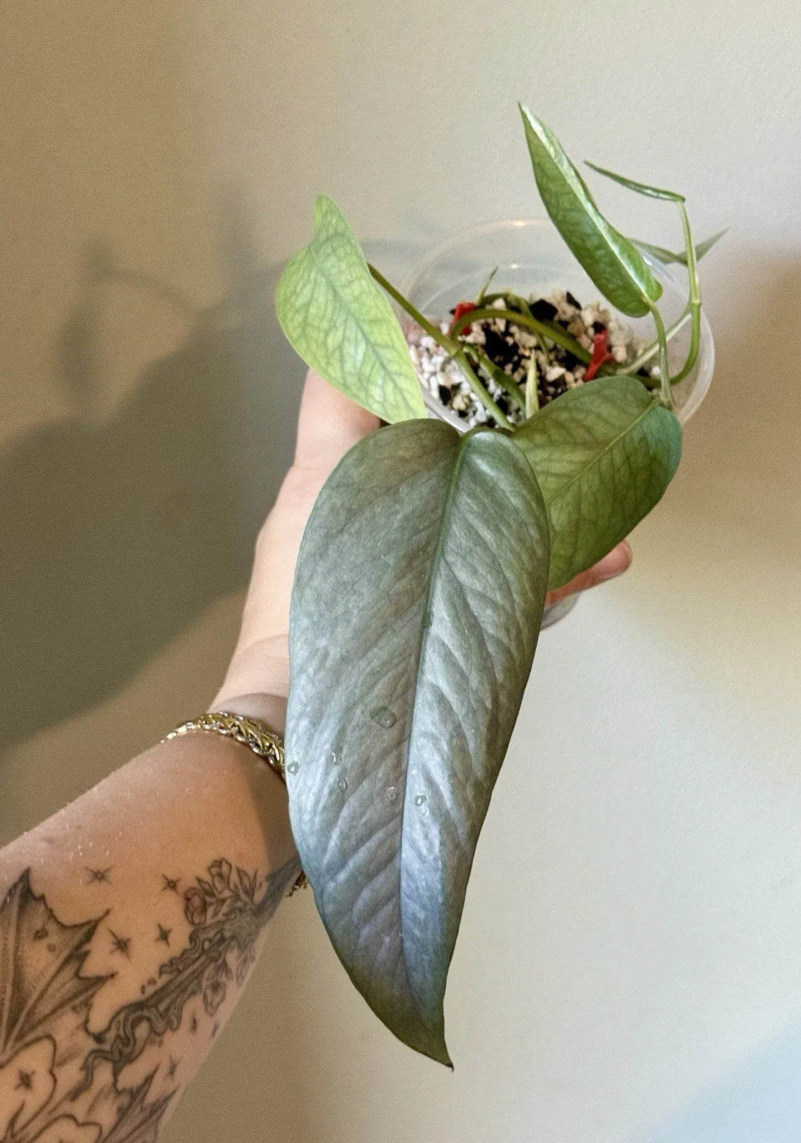 Rooted Cebu Blue Pothos Cuttings | Epipremnum aureum 'Cebu Blue' | Indoor Houseplant for Home & Office Decor